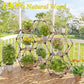 New! Plant Stand Indoor, Wood Outdoor Plant Shelf for Plants, 9 Potted Ladder Plant Holder